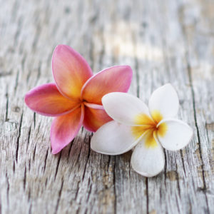 plumeria flowers on a wooden background